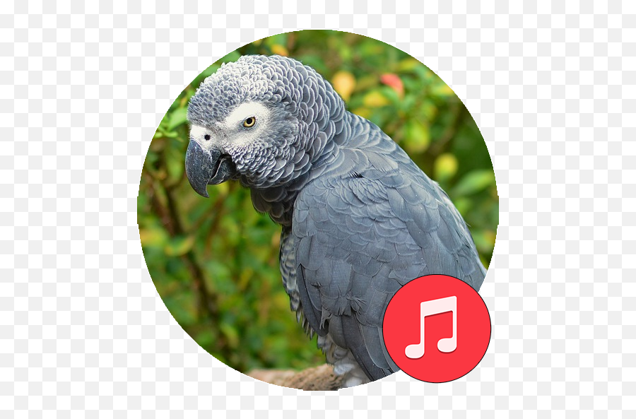 African Grey Parrot Sounds - Gris Du Gabon Vert Emoji,African Grey Parrot Reading Emotions
