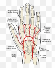 Radial Artery Of Index Finger - Deep Palmar Venous Arch Emoji,Chopped Finger Emoticon