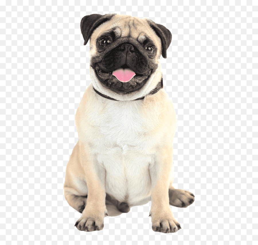 Spay And Neuter U2013 Ventura County Animal Services - Pug Puppies Emoji,Cats Vs Dogs Emotion