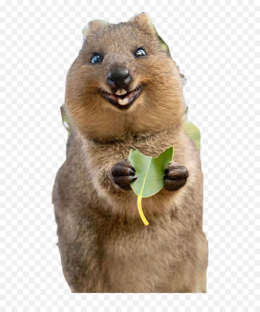 Quokka Sticker By Enormous Rump - Groundhog Day Emoji,Ground Hog Woodchuck Emojis