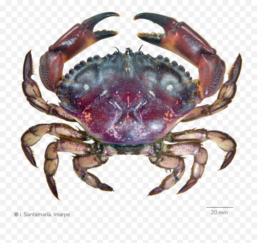 Catálogo Digital De La Biodiversidad - Caparazón De Cangrejo Peludo Imarpe Emoji,Emojis Dientudos