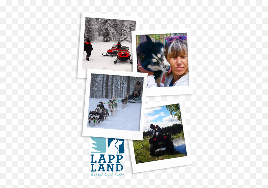 Sleddog Stay In Swedish Lapland By Lappland Emotions - Northern Breed Group Emoji,Dogs Emotions