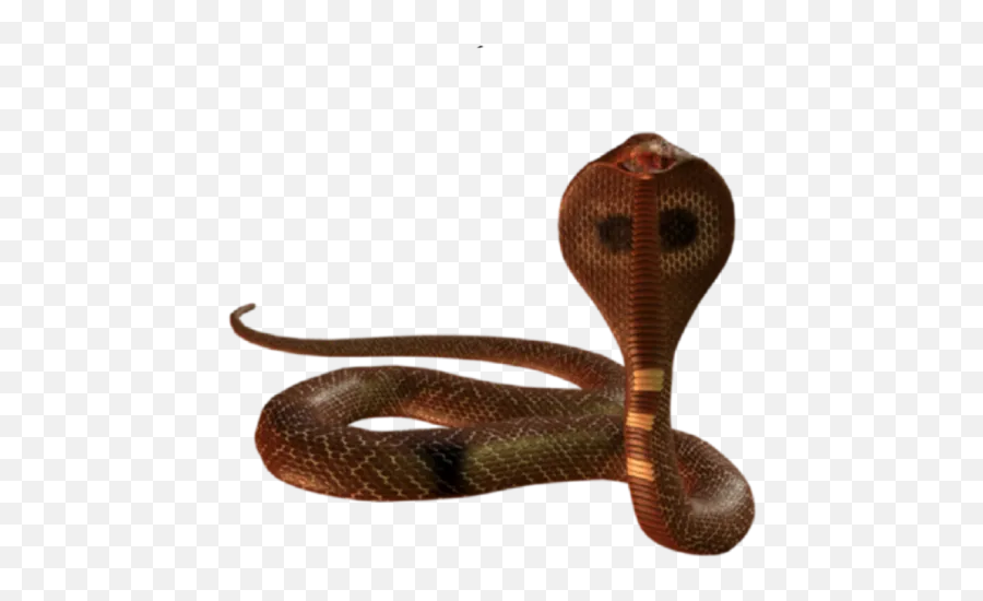 Creeps U0026 Insects By Moody - Sticker Maker For Whatsapp Emoji,Social Media Snake Emoji