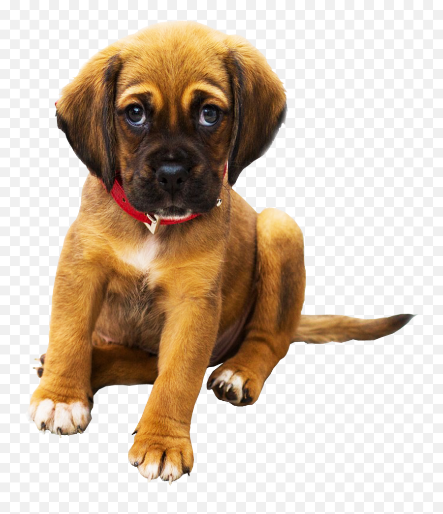 Cushingu0027s Disease In Dogs Vet Nepal Emoji,Dog Heart Eyes Emoji