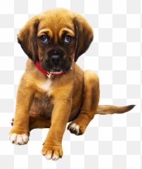 Cushingu0027s Disease In Dogs Vet Nepal Emoji,Dog Heart Eyes Emoji