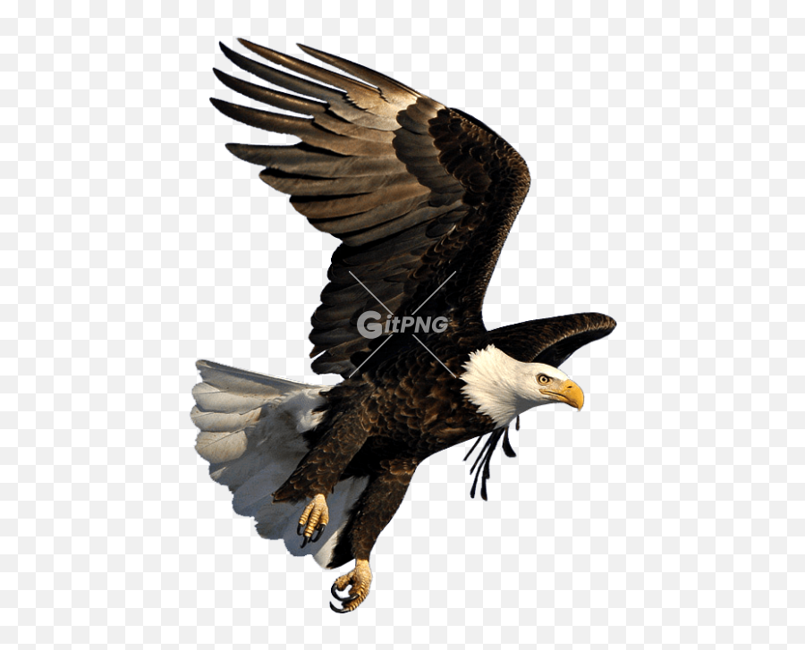 Tags - Can Gitpng Free Stock Photos Bald Eagle Flying Png Emoji,Torre Eiffel En Emotion