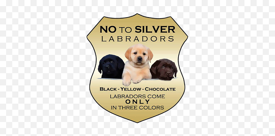 Moon Creek Labradors Akc English Labs Idaho Lab Breeder - Yellow Lab Puppies Colorado Emoji,Send Your Friends Cute Cream Labrador Retriver Emojis