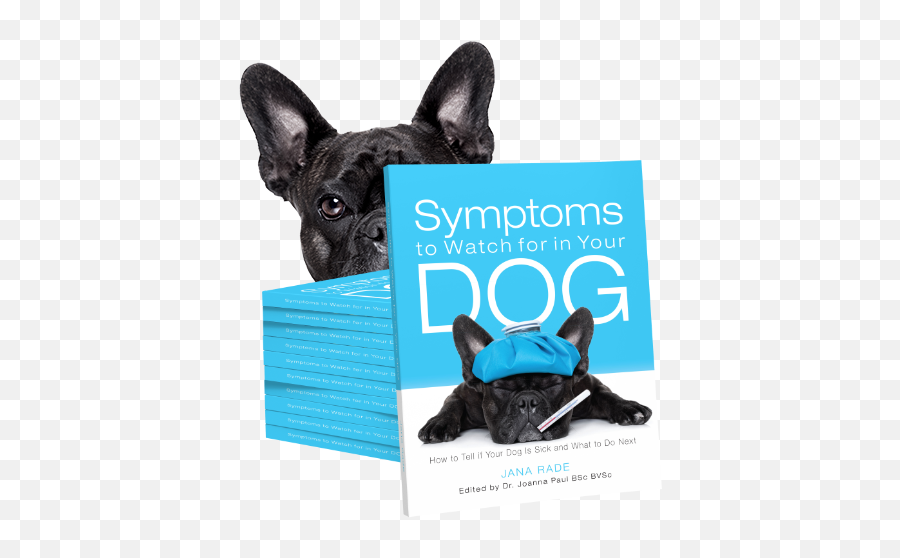 Brown Urine In Dogs Symptoms To Watch For In Your Dog - French Bulldog Emoji,Emojis For Take Your Dog To Work Day Brown Urine In Dogs Symptoms To Watch For In Your Dog - French Bulldog Emoji,Emojis For Take Your Dog To Work Day