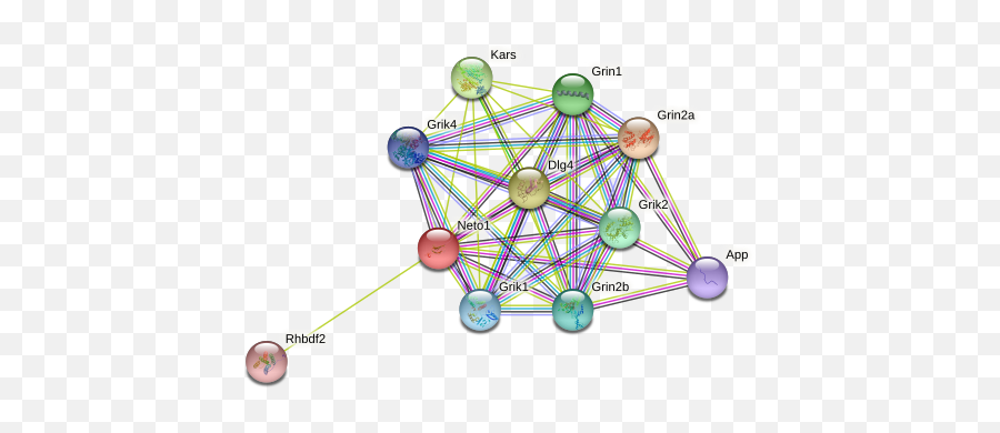 Neto1 Protein Mouse - String Interaction Network Dot Emoji,Medial Dorsal Nucleus Thalamus Memory Emotion Step 1