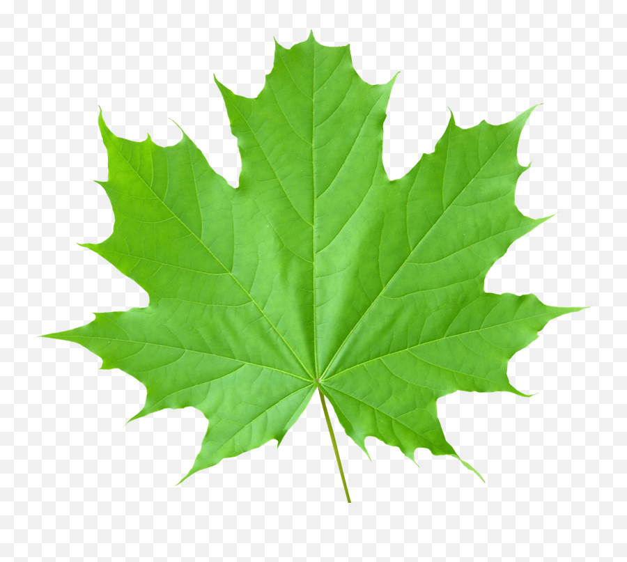 Green Leaves Png File Png Mart Emoji,Mable Leaf Emoji