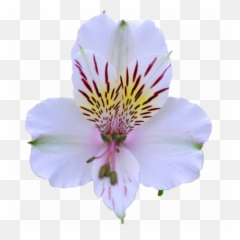 Fresh Imported Wholesale Flowers Emoji,Flower Emojis Jacaranda
