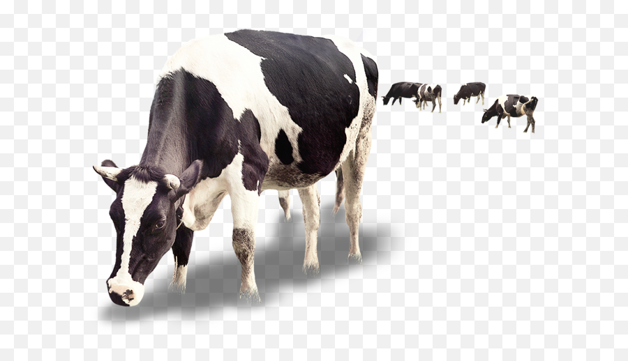 Dairy Cattle Milk Calf Dairy Cattle - Creative Cow Png Emoji,Cow Milking Emoji