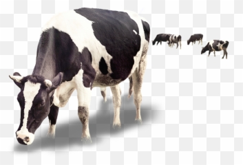 Dairy Cattle Milk Calf Dairy Cattle - Creative Cow Png Emoji,Cow Milking Emoji