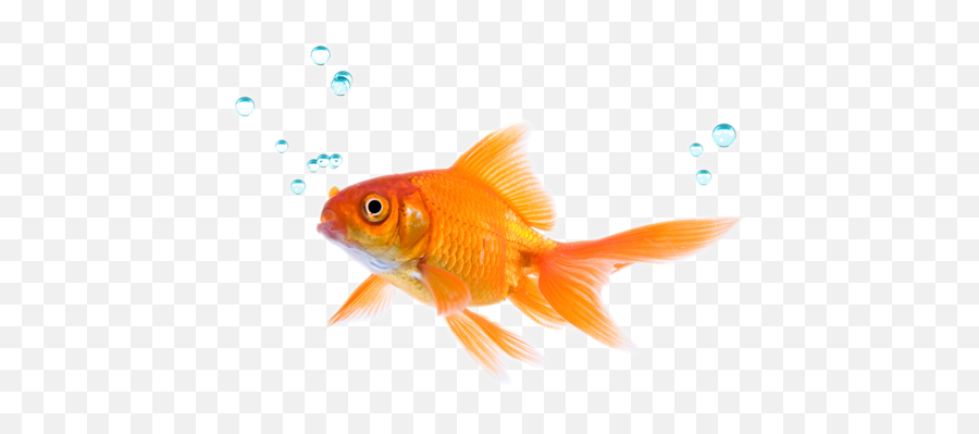 Do Fish Drink Water Siowfa16 Science In Our World - Fish Png Emoji,Casey Frey Emoji