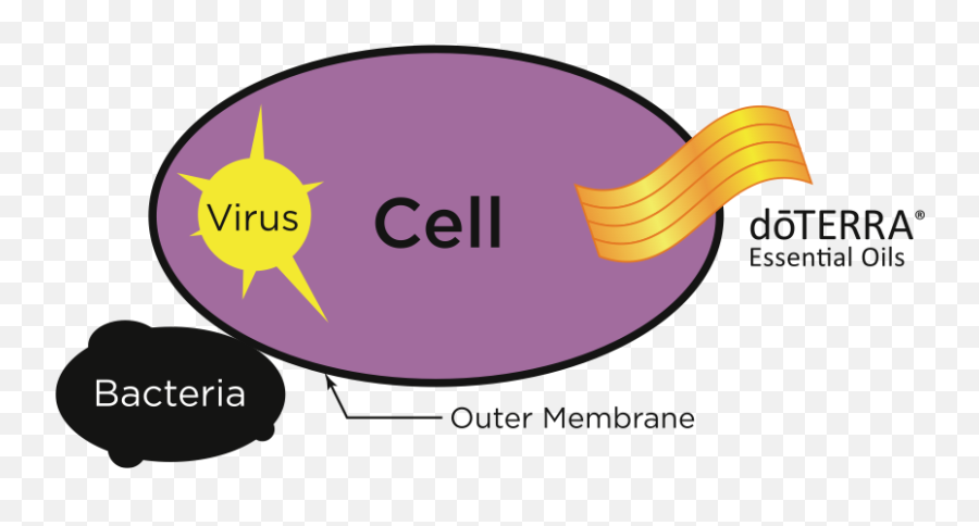 Doterra Essential Oils Isadora Caporali - Essential Oils Penetrate Cell Membrane Emoji,Emotions And Essential Oils