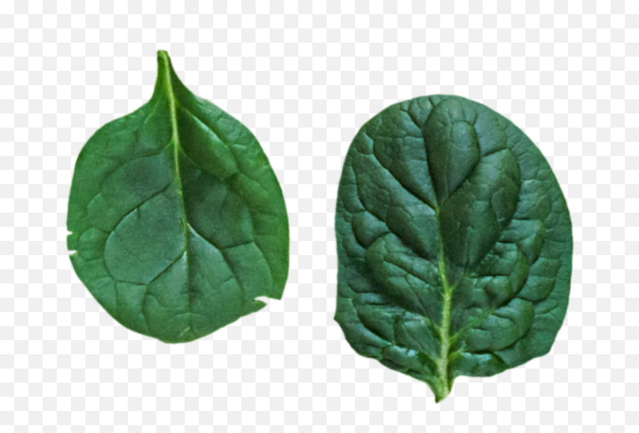 Spinach Sticker - Fines Herbes Emoji,Spinach Emoji