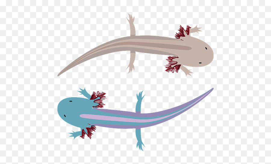 Von Ethik Gewissen Und Meinem Axolotl - Tierchen Steadynews Xochimilco Png Emoji,Axolotl Emoji