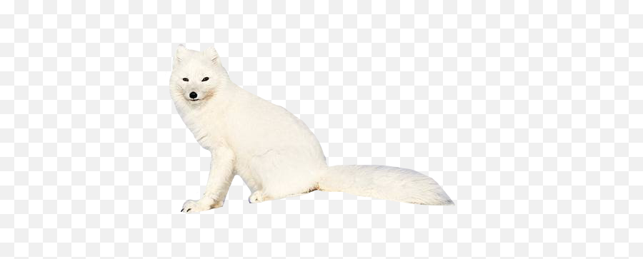 The Most Edited - Soft Emoji,Arctic Fox Emoji