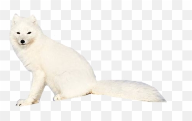 The Most Edited - Soft Emoji,Arctic Fox Emoji