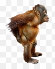 Welcome To My World Of Tube Animals - Orangutan Bum Emoji,Orangutan Showing Emotions