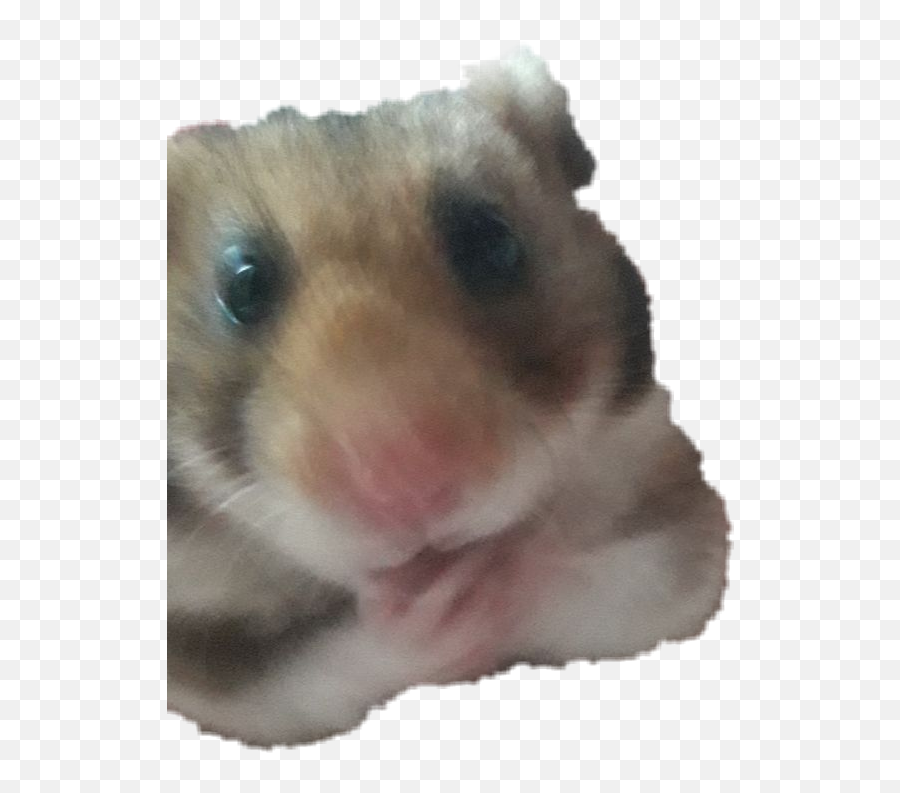 Hamster Hamsterface Sticker - Golden Hamster Emoji,Hamster Face Emoji