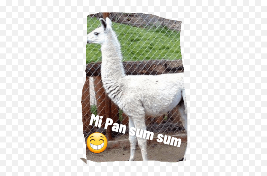 Caca - Arceus Memes Emoji,Alpaca Msn Emoticon