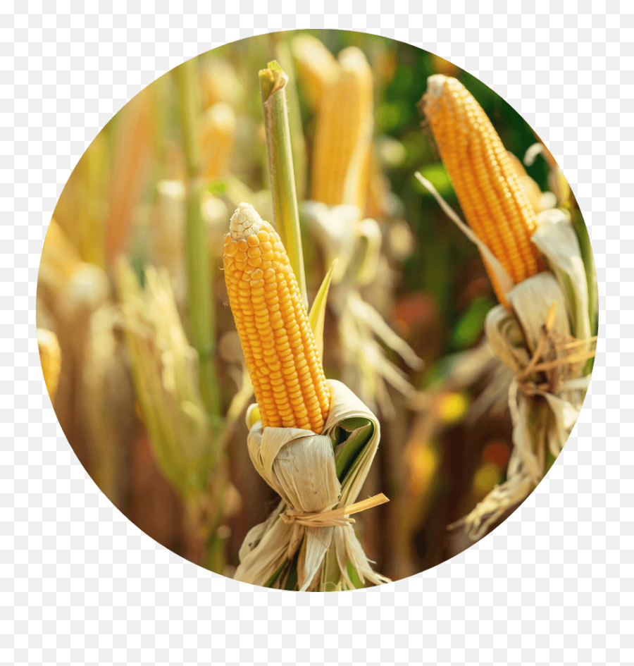 Kuikgreen - Corn Maize Emoji,Corn Cob Emoji Shirt