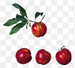 Peach Png Image Pic U2013 Png Lux - Peach Emoji,Peachy Aesthtic Emojis