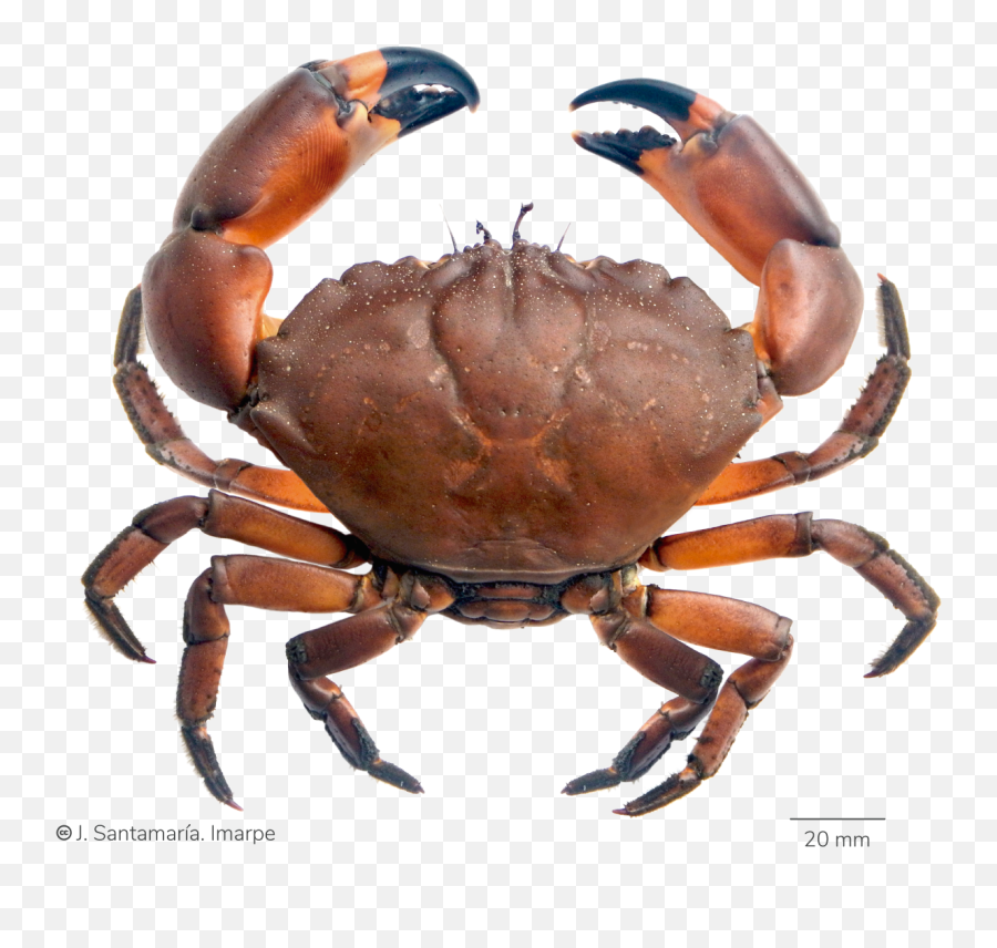 Catálogo Digital De La Biodiversidad Emoji,Emojis Dientudos