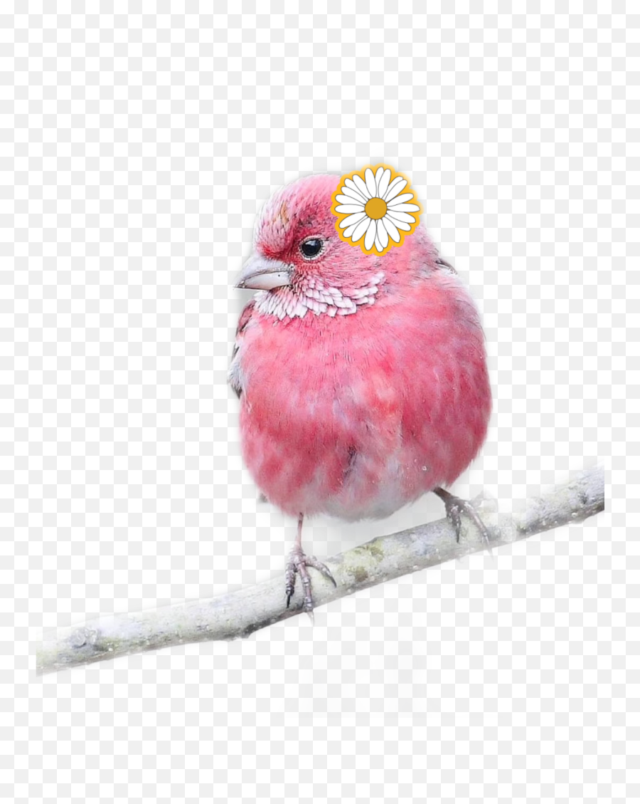 Sunflower Pinky Sticker - Twig Emoji,Finch Emoji
