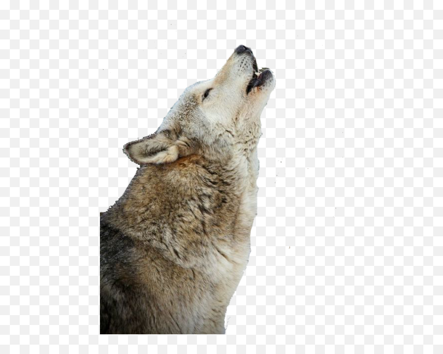 Wolf Png Transparent Image - Freepngdesigncom Emoji,Wolf Emoji