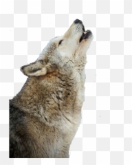 Wolf Png Transparent Image - Freepngdesigncom Emoji,Wolf Emoji