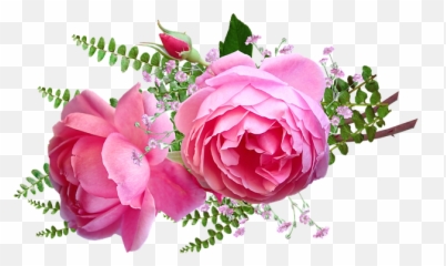 Free Photo Greeting Birthday Birthday Card Emotions Roses - Rose Emoji,Birthday Emotions