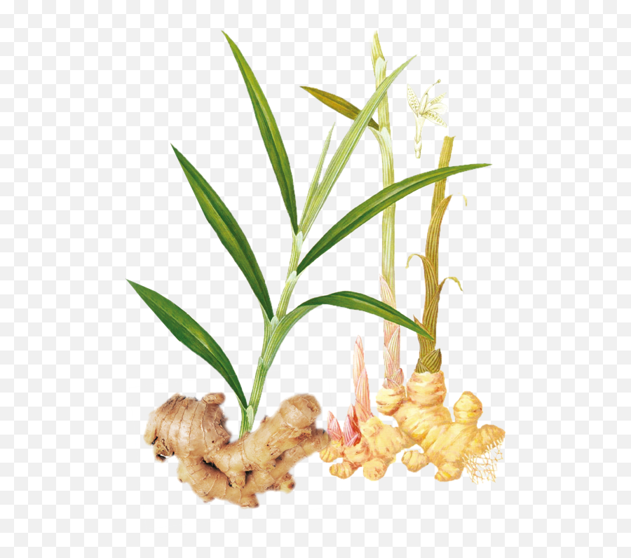 Ginger Gingerroot Sticker - Ginger Emoji,Ginger Root Emoji