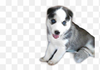 Demon Husky Mybaby Dogs Sticker - Northern Breed Group Emoji,Siberian Husky Emoji