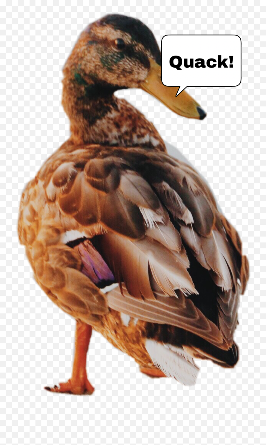 Quack Sticker - Domestic Duck Emoji,Quack Emoji