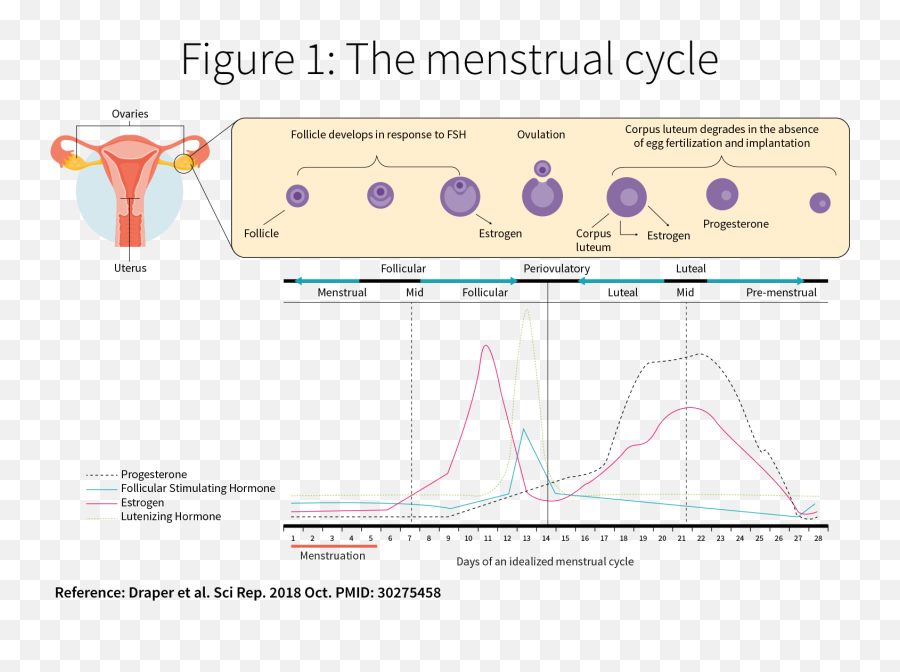 Menstrual Cycle Phases And Hormones Mood - Plot Emoji,28 Day Cycle Emotion