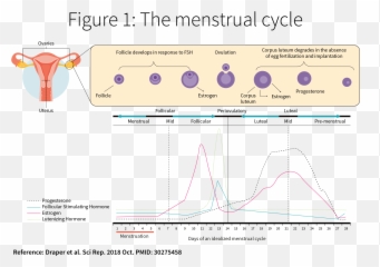 Menstrual Cycle Phases And Hormones Mood - Plot Emoji,28 Day Cycle Emotion