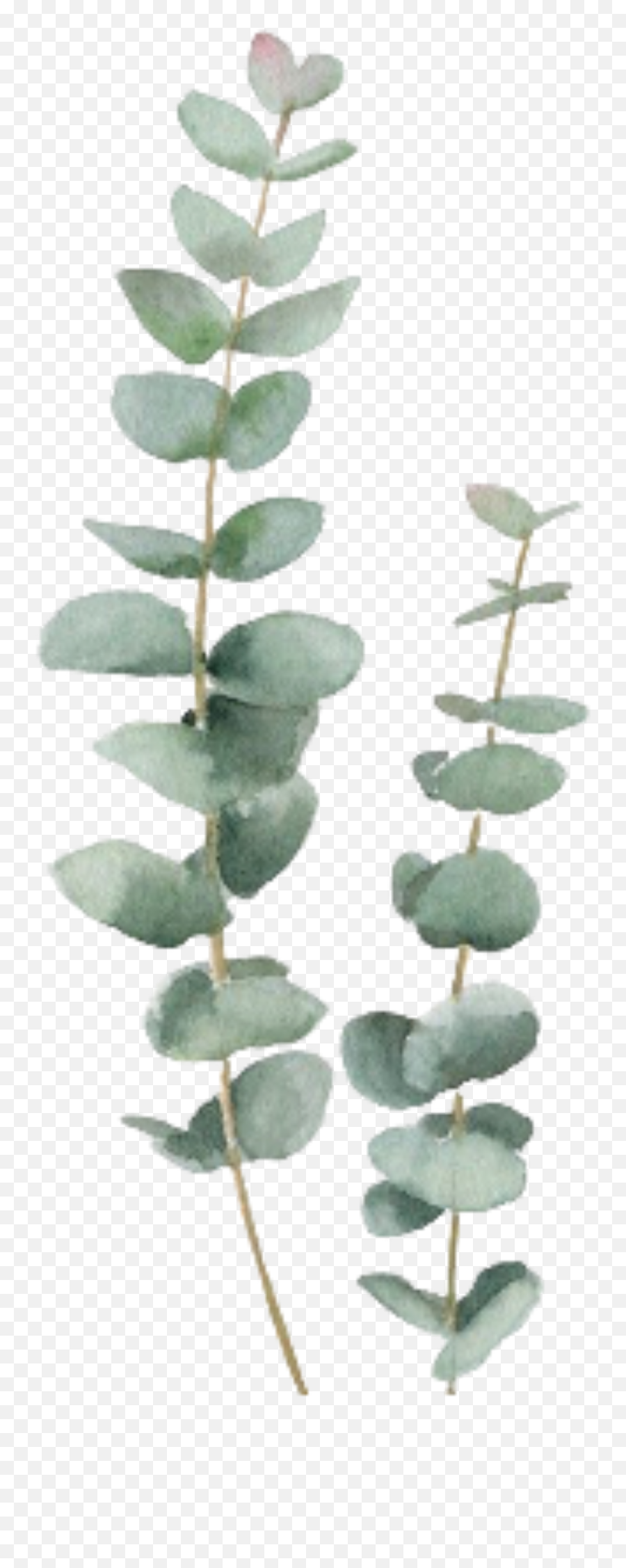 Eucalyptus Sticker - Eucalyptus Stickers Emoji,Eucalyptus Emoji