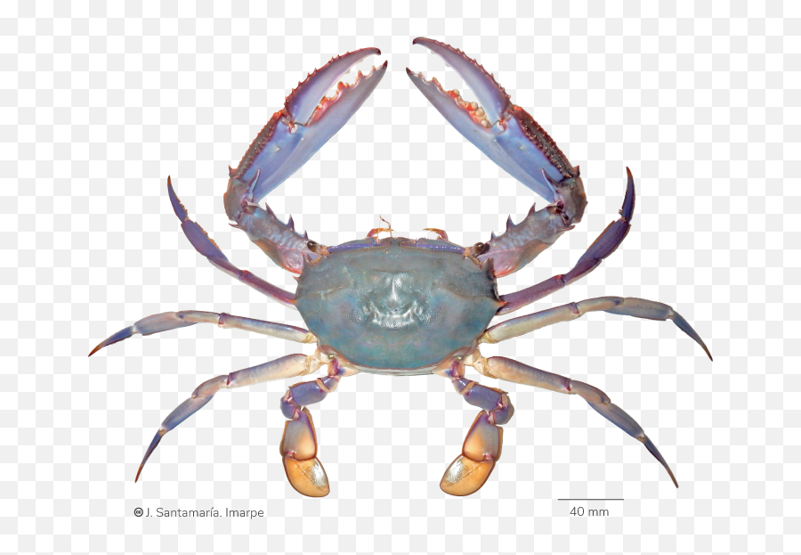 Catálogo Digital De La Biodiversidad - Cancer Emoji,Emojis Dientudos Catálogo Digital De La Biodiversidad - Cancer Emoji,Emojis Dientudos