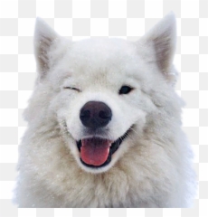 Funny Doge By Dmitrii Demurin - Northern Breed Group Emoji,Funny Doge Emojis For Iphone