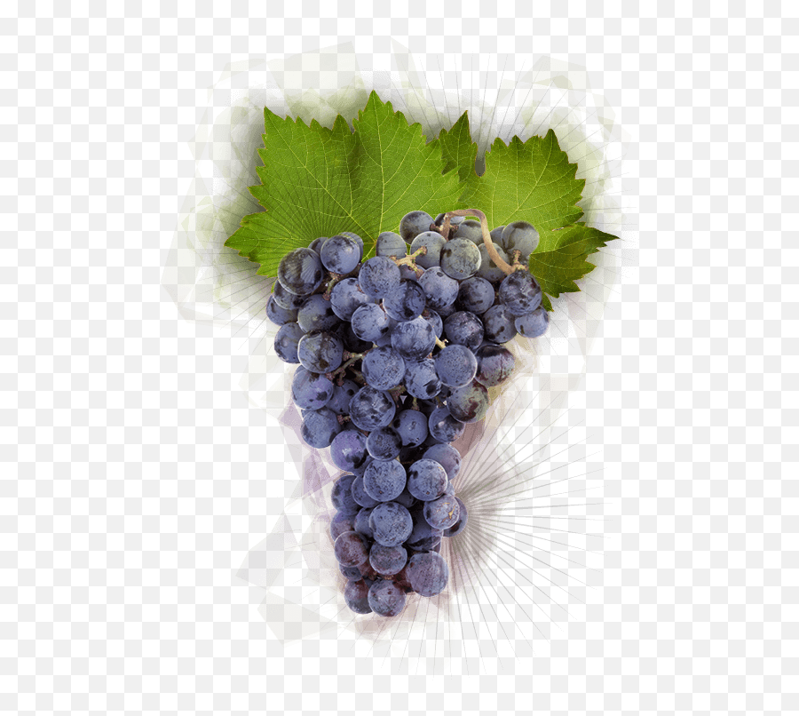 Artisan Winemaking - La Crema Pinot Noir Grapes Png Emoji,Facebook Emoticons Grapes