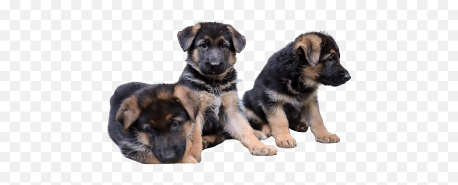 The Gsd U2013 Gsd Community - Vulnerable Native Breeds Emoji,German Shepherd Dog Barking Emoticon