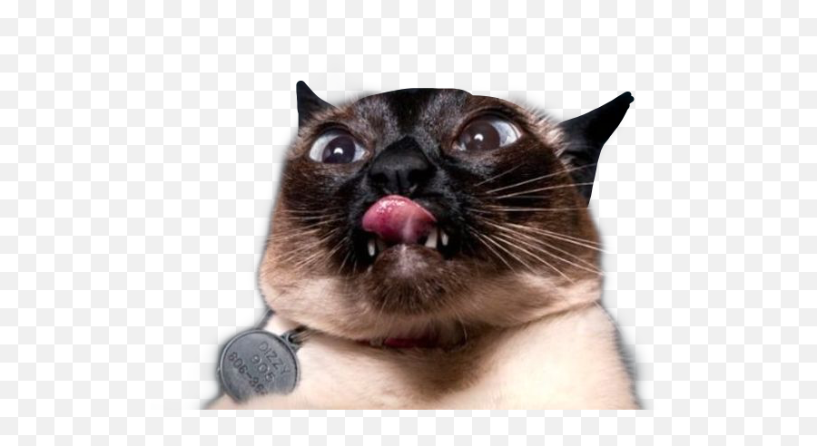 The Most Edited Derpy Picsart - Collar Emoji,Siamese Cat Emoticon