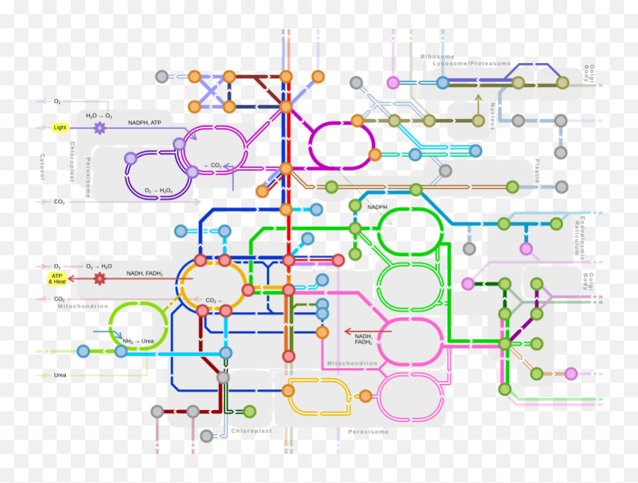 Metabolism - Wikipedia Metabolic Pathways Png Emoji,Emotion 98.3 In San Andreas