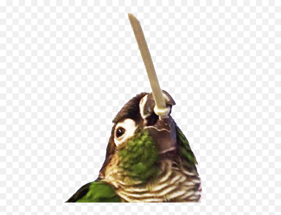 Dskoopabird - Discord Emoji Bird,Bird Emoji