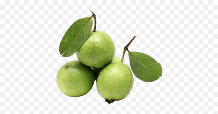 500x500 - Fresh Guava Emoji,Guava Emoji