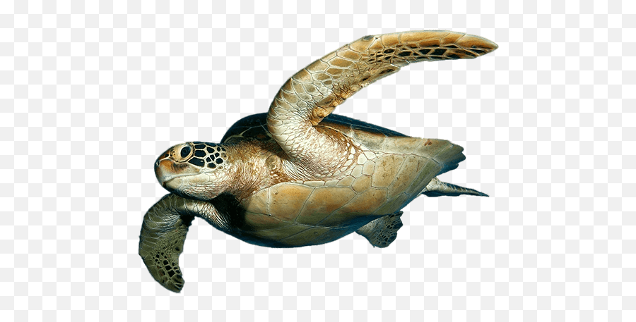 Inside Outside Therapy - Perth Journey Therapist Sandi Butcher Loggerhead Sea Turtle Emoji,Turtle Emotions