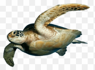 Inside Outside Therapy - Perth Journey Therapist Sandi Butcher Loggerhead Sea Turtle Emoji,Turtle Emotions