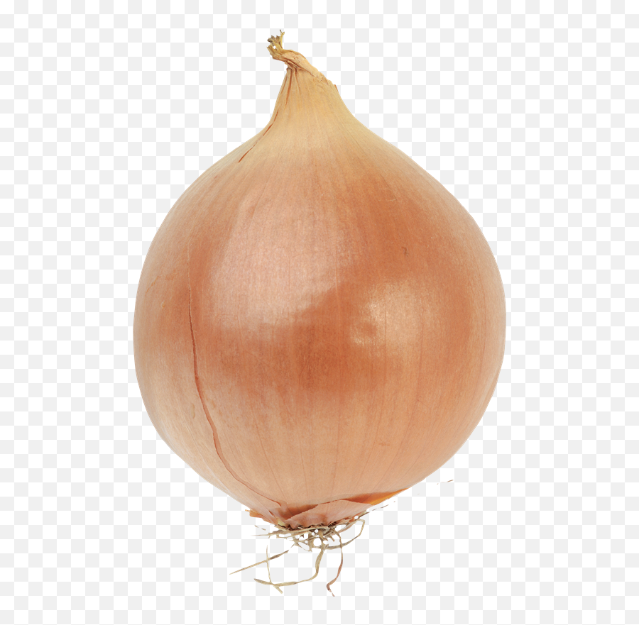 Bulb Onions Bulb Onions Vegetable Red Onion - Onion Png Onion Transparent Png Emoji,Onion Emoticon Gif